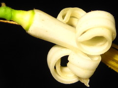 Alangium platanifolium