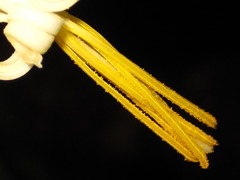 Alangium platanifolium