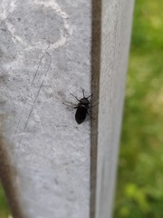 Pterygota