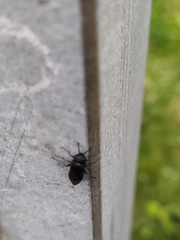 Pterygota