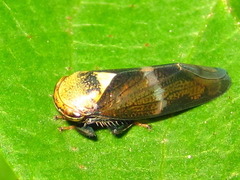 Drabescus conspicuus
