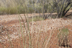 Aristida inaequiglumis