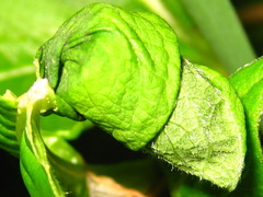 Leptapoderus rubidus