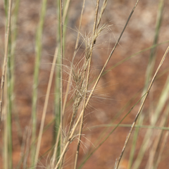 Aristida inaequiglumis