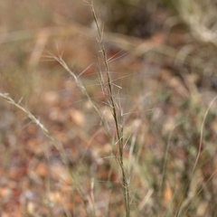 Aristida latifolia