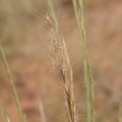 Aristida inaequiglumis