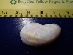 Crepidula fornicata image