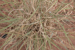 Aristida inaequiglumis