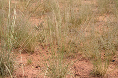 Aristida inaequiglumis
