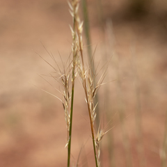 Aristida inaequiglumis