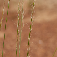 Aristida inaequiglumis