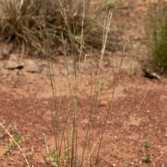 Aristida inaequiglumis