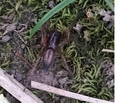 Gnaphosidae