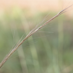 Aristida inaequiglumis