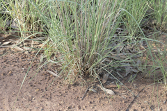 Aristida inaequiglumis