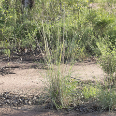 Aristida inaequiglumis