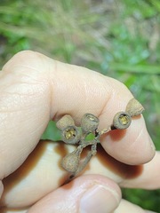 Eucalyptus acmenoides