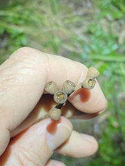 Eucalyptus acmenoides