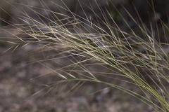Aristida holathera