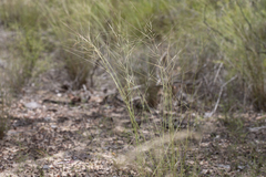 Aristida holathera