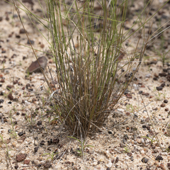 Aristida holathera