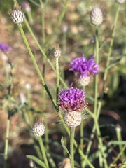 Parapolydora fastigiata