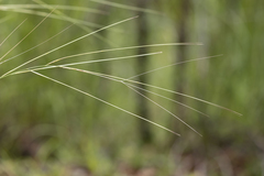 Aristida hygrometrica