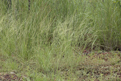 Aristida hygrometrica