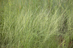 Aristida hygrometrica