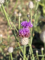 Parapolydora fastigiata