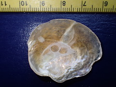 Anomia simplex image