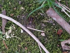 Gnaphosidae