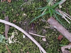 Gnaphosidae