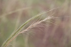 Aristida inaequiglumis