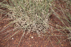 Aristida inaequiglumis