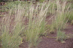 Aristida inaequiglumis
