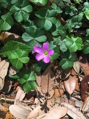 Ionoxalis