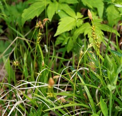 Carex longirostrata