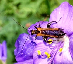 Oedemera femorata