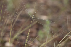 Aristida holathera