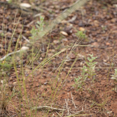 Aristida holathera