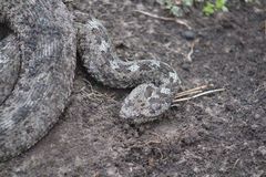Crotalus aquilus