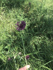 Allium atroviolaceum