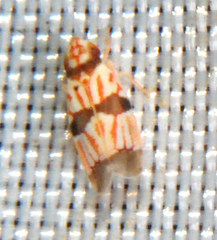 Image of Erythroneura cymbium