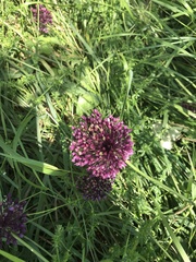 Allium atroviolaceum