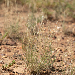 Aristida contorta