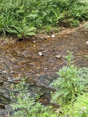 Anas platyrhynchos