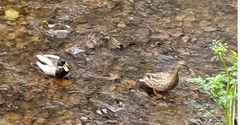 Anas platyrhynchos