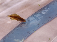 Darkedged Splitfin photo 3