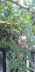 Clianthus maximus